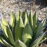 Agave kerchovei  JLcoll.